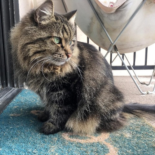 Amy The Cat Lady In Manhattan Beach
