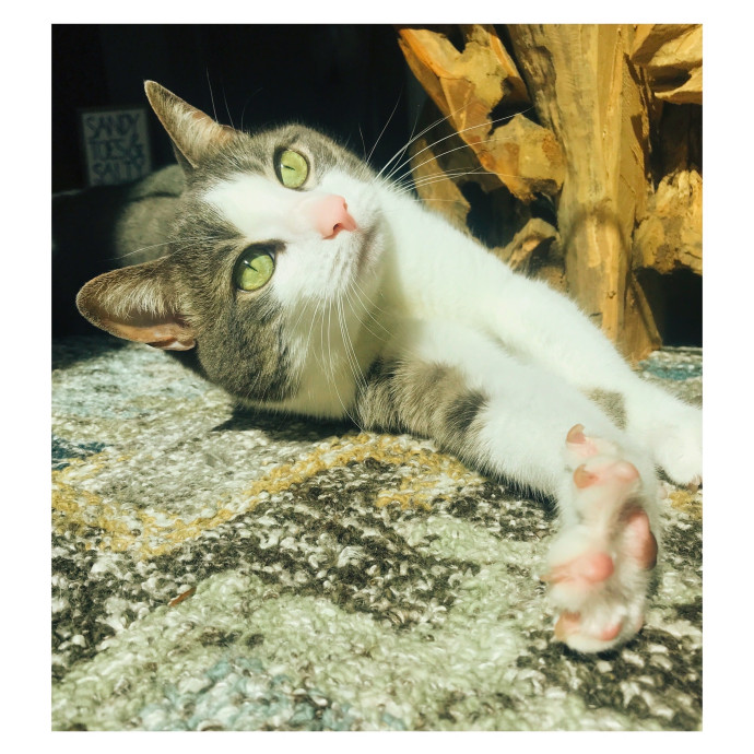 Meower Magic With Christine