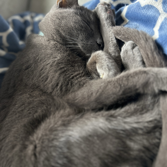 Overflowing With Cat Love To Share