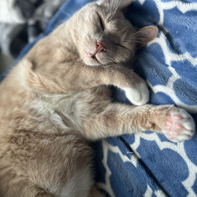 Overflowing With Cat Love To Share