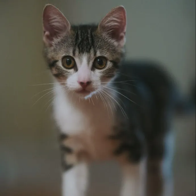 Cami's Purrfect Cat Care