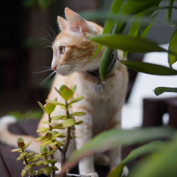 Cami's Purrfect Cat Care