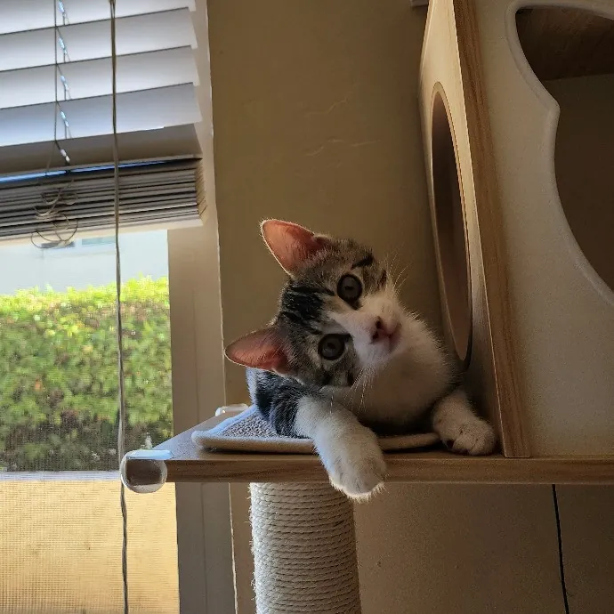 Cami's Purrfect Cat Care