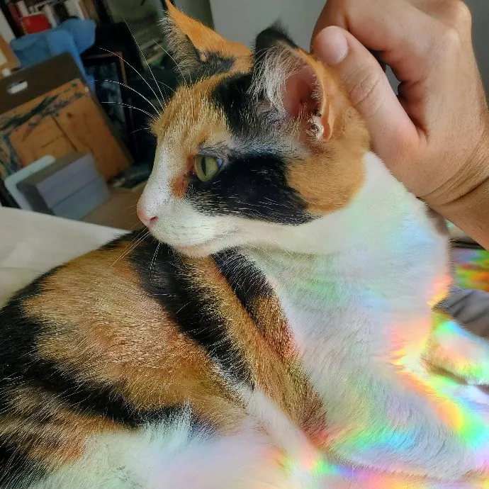 Cami's Purrfect Cat Care