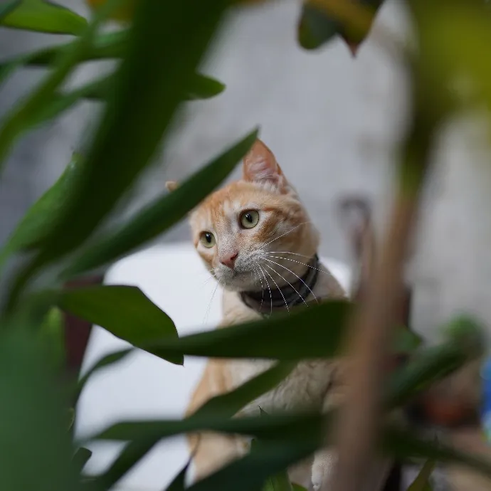 Cami's Purrfect Cat Care