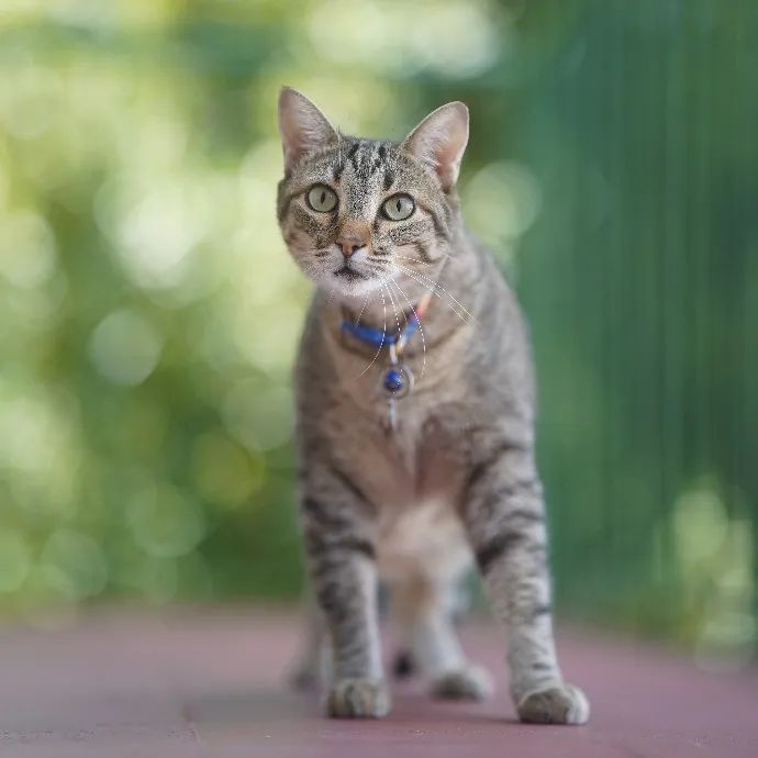 Cami's Purrfect Cat Care