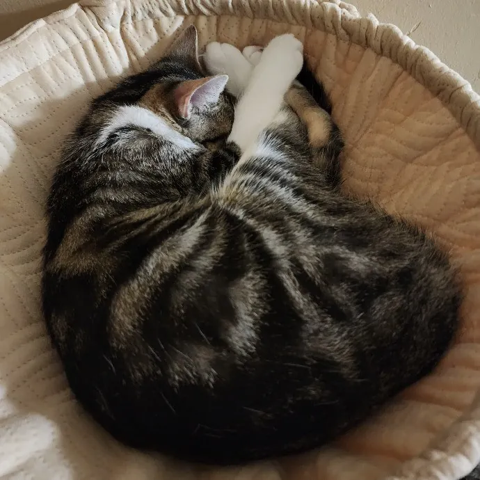 Cami's Purrfect Cat Care