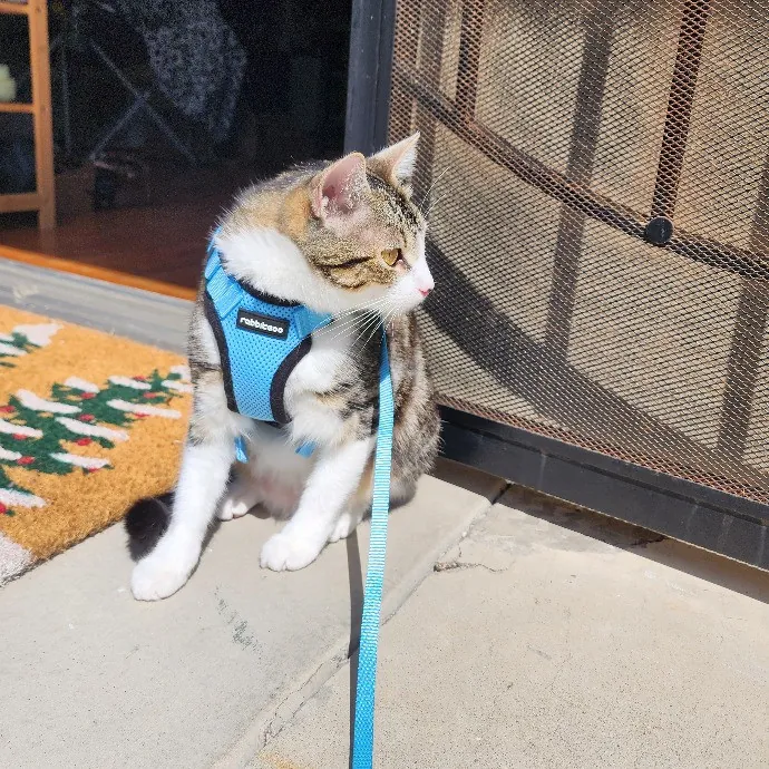 Cami's Purrfect Cat Care