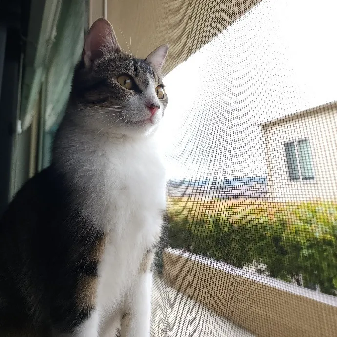 Cami's Purrfect Cat Care