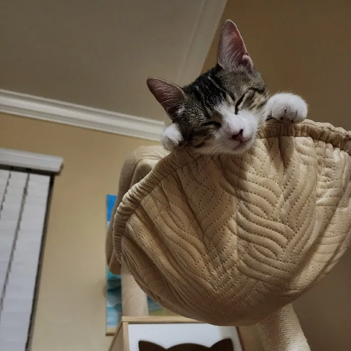 Cami's Purrfect Cat Care