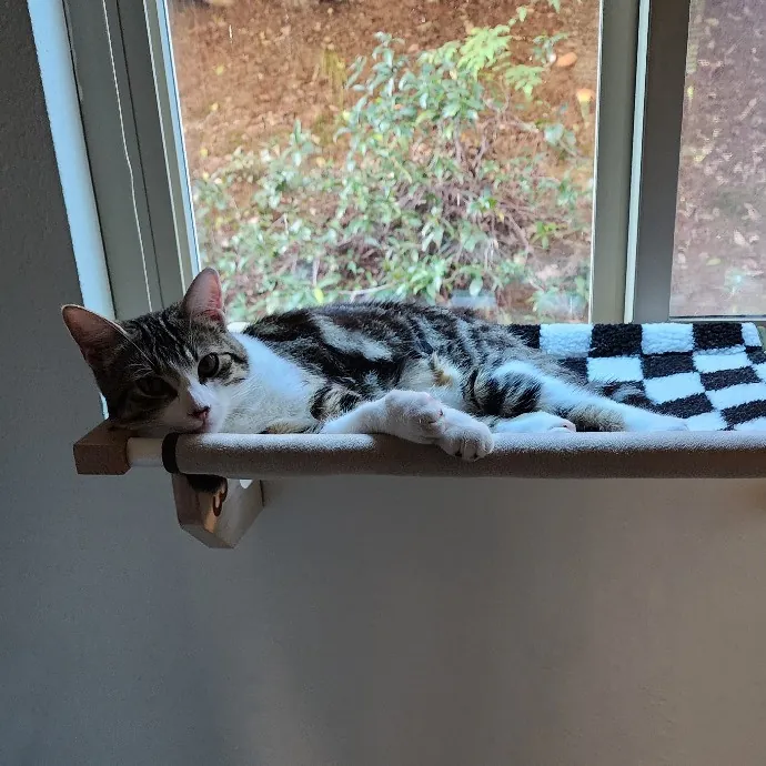 Cami's Purrfect Cat Care