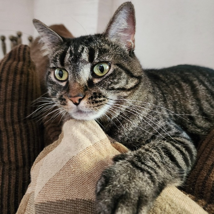 Cami's Purrfect Cat Care