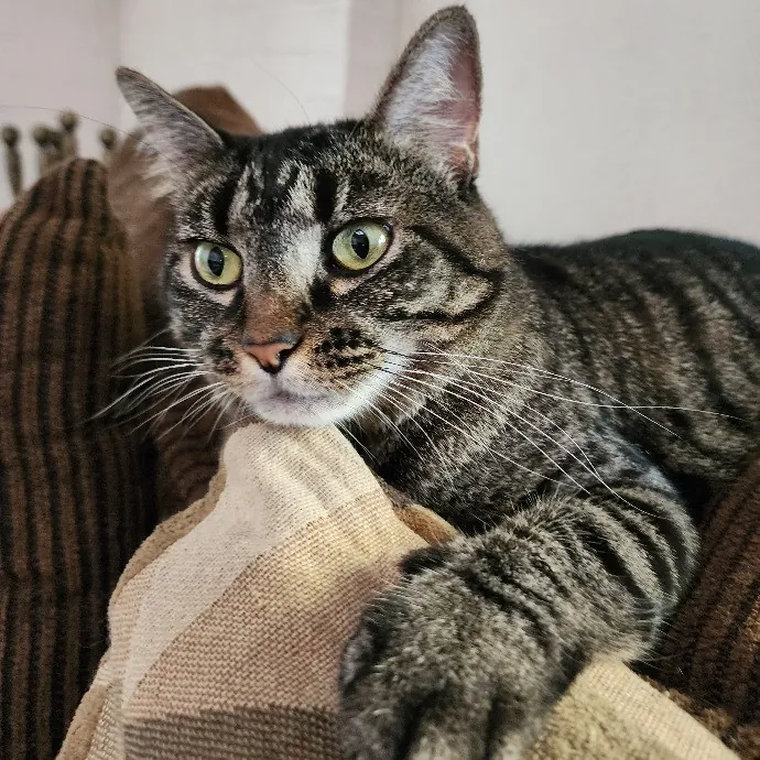 Cami's Purrfect Cat Care