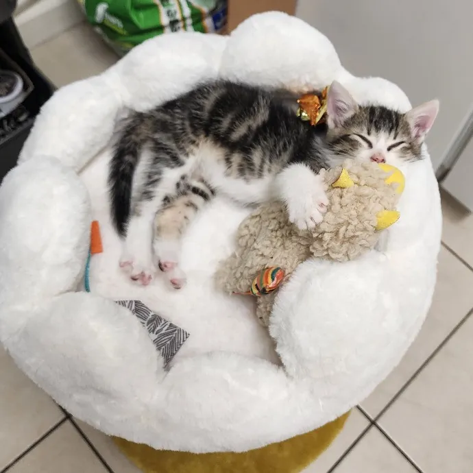 Cami's Purrfect Cat Care