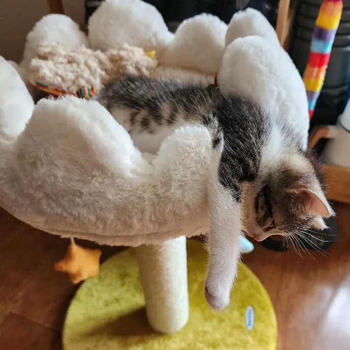 Cami's Purrfect Cat Care