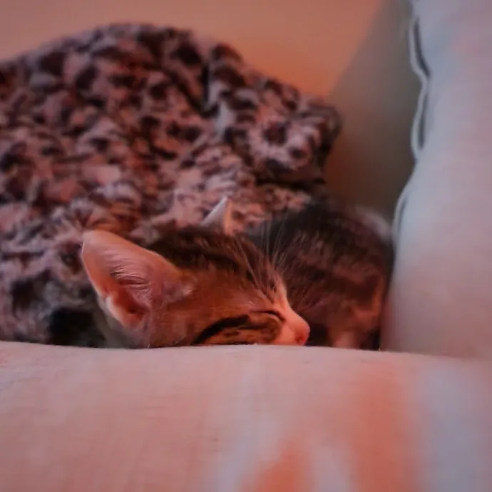 Cami's Purrfect Cat Care