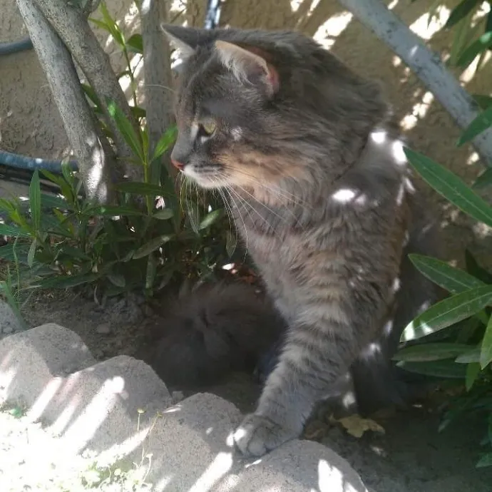 Cami's Purrfect Cat Care