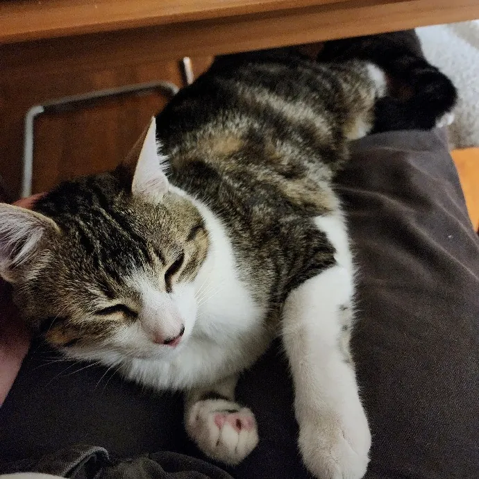 Cami's Purrfect Cat Care