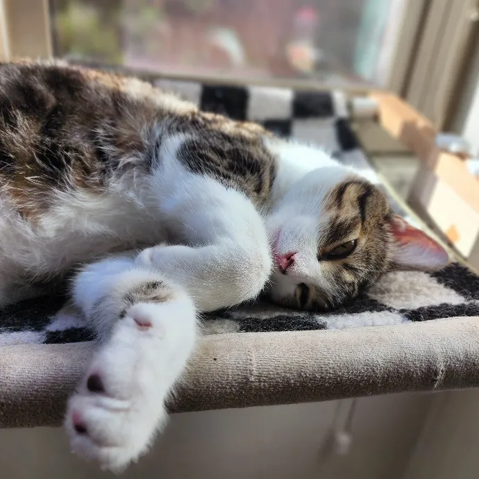 Cami's Purrfect Cat Care