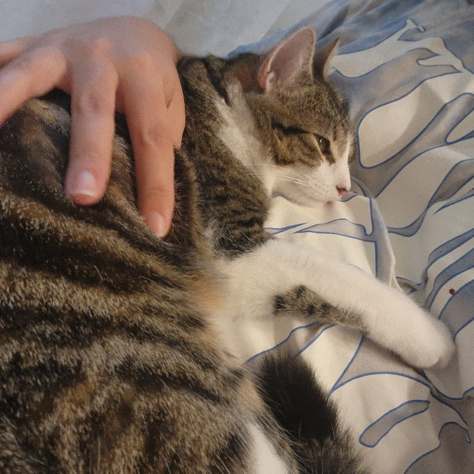 Cami's Purrfect Cat Care