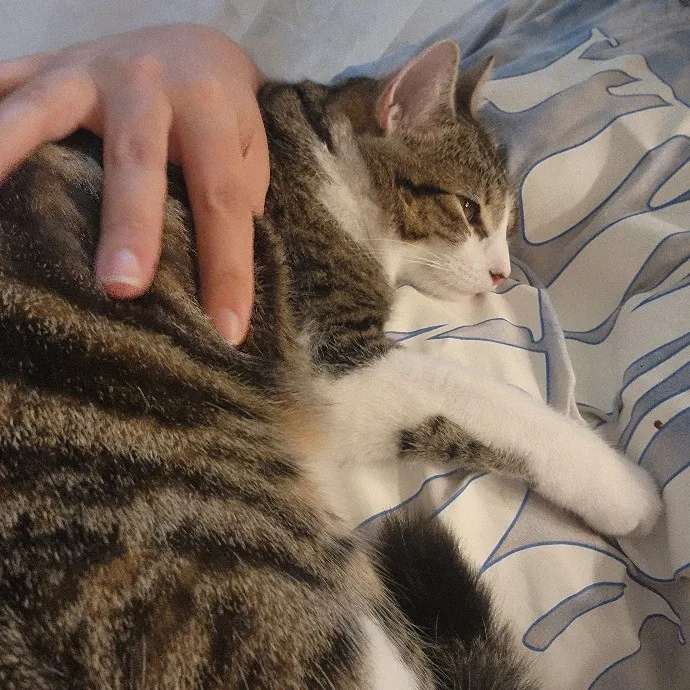 Cami's Purrfect Cat Care