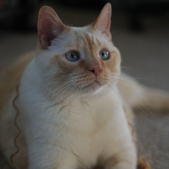 Cami's Purrfect Cat Care