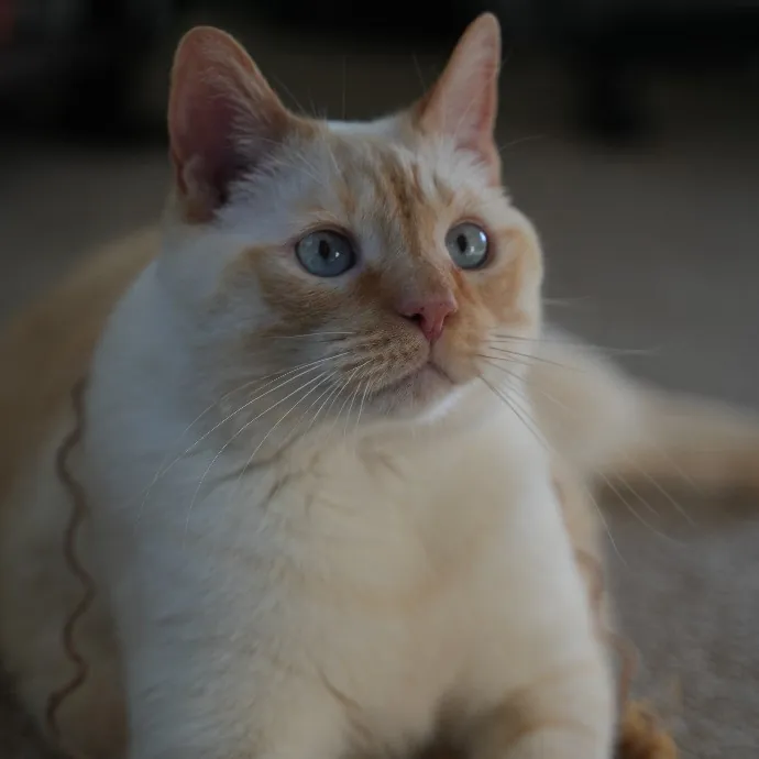 Cami's Purrfect Cat Care