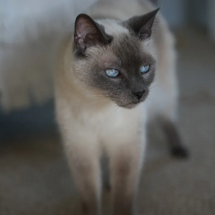 Cami's Purrfect Cat Care