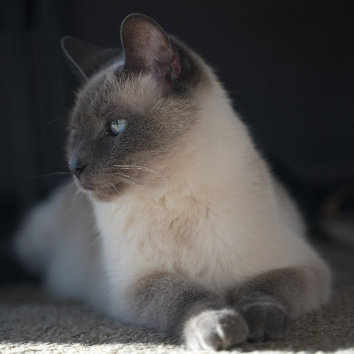 Cami's Purrfect Cat Care