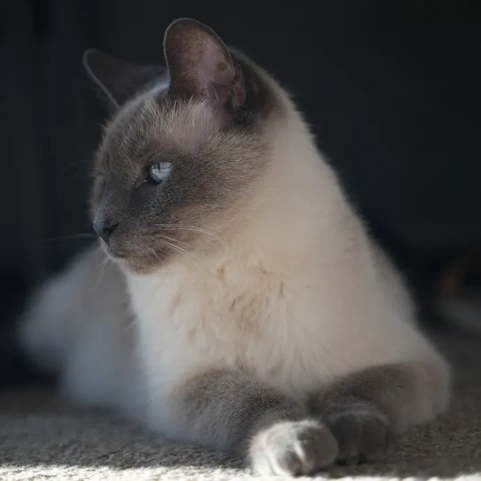 Cami's Purrfect Cat Care