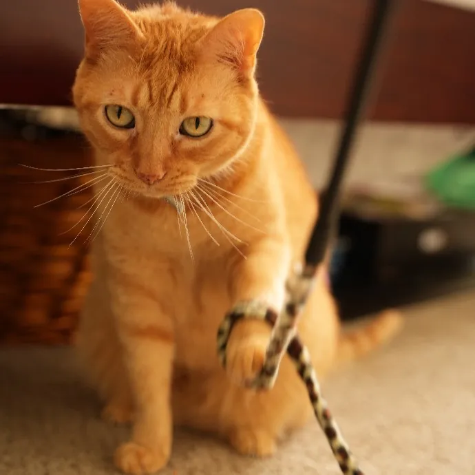 Cami's Purrfect Cat Care