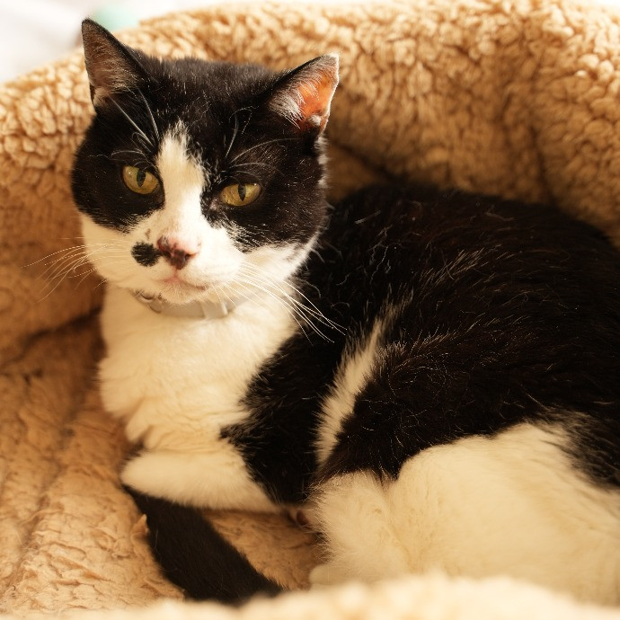 Cami's Purrfect Cat Care