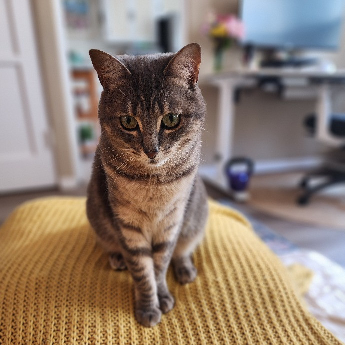 Cami's Purrfect Cat Care