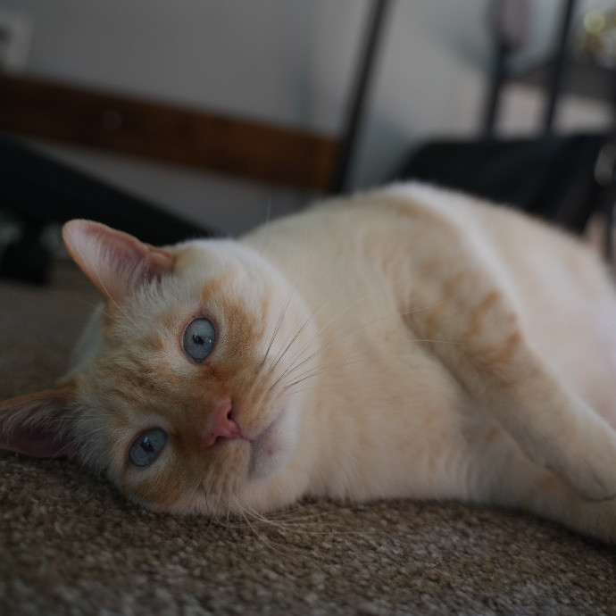 Cami's Purrfect Cat Care