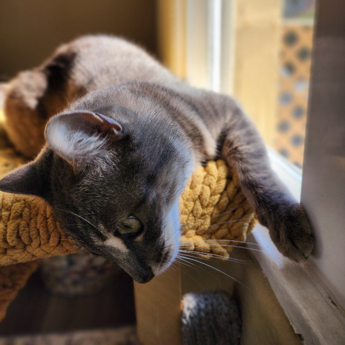 Cami's Purrfect Cat Care photo 3