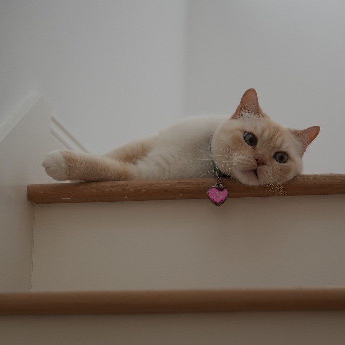 Cami's Purrfect Cat Care photo 2