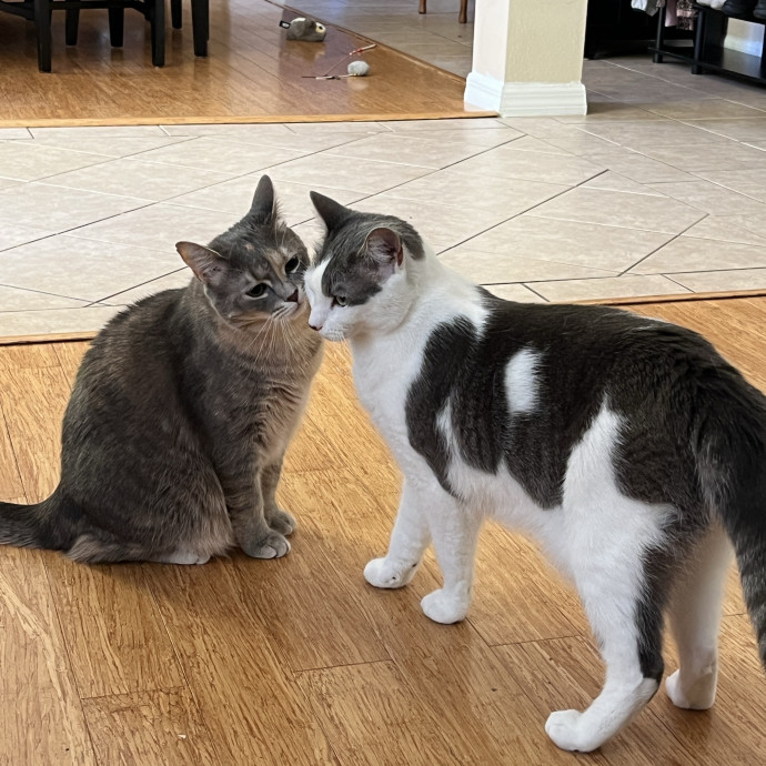 Experienced Cat Caregiver