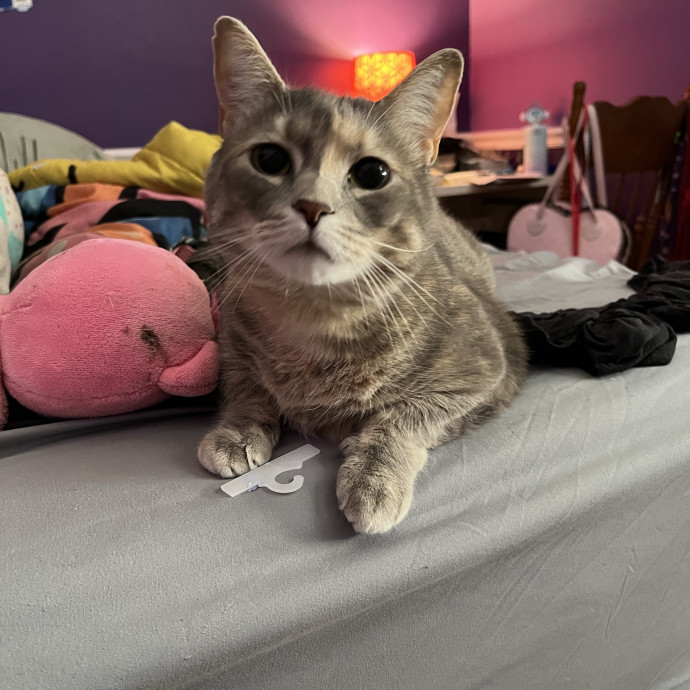 Experienced Cat Caregiver
