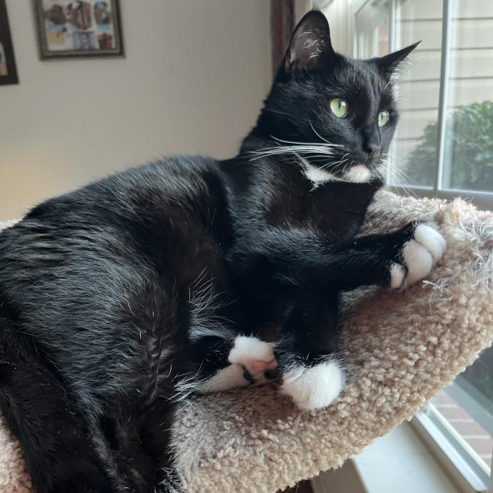 Experienced Cat Caregiver
