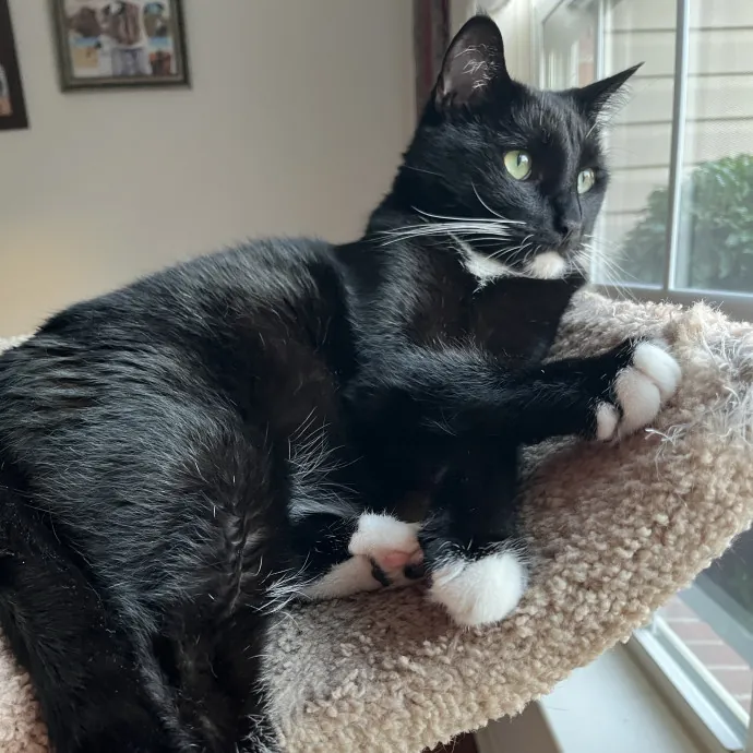 Experienced Cat Caregiver