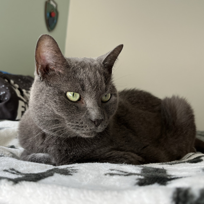 Experienced Cat Caregiver