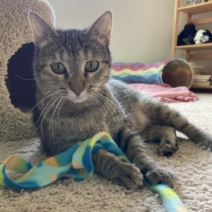 Experienced Cat Caregiver
