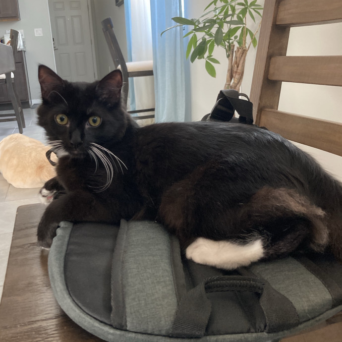 Experienced Cat Caregiver