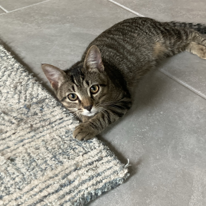 Experienced Cat Caregiver