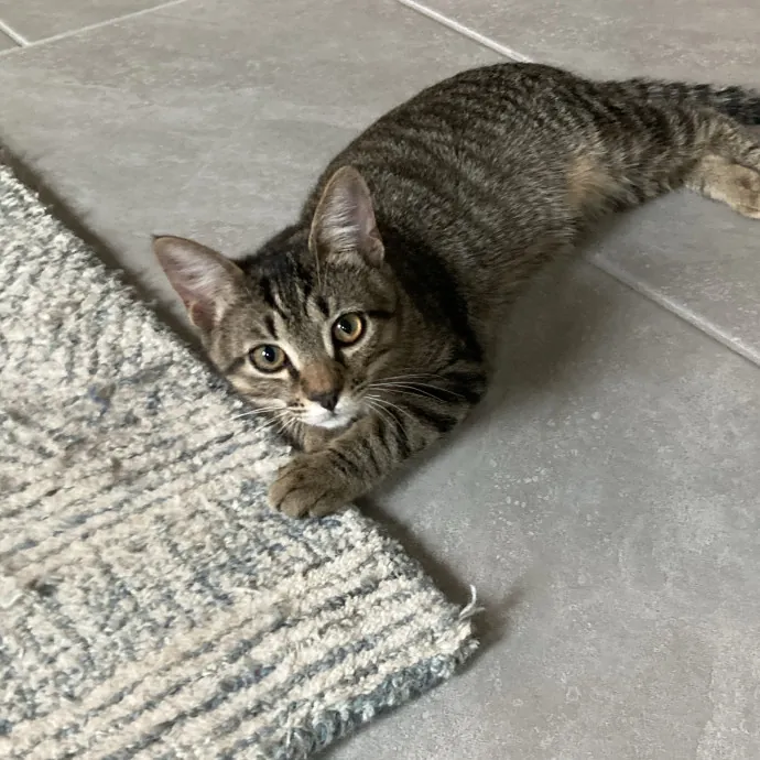 Experienced Cat Caregiver photo 3