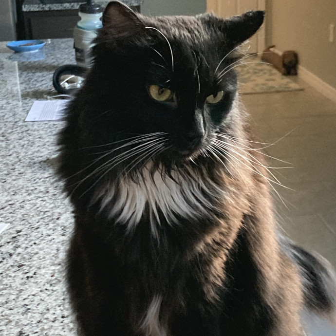 Experienced Cat Caregiver photo 3