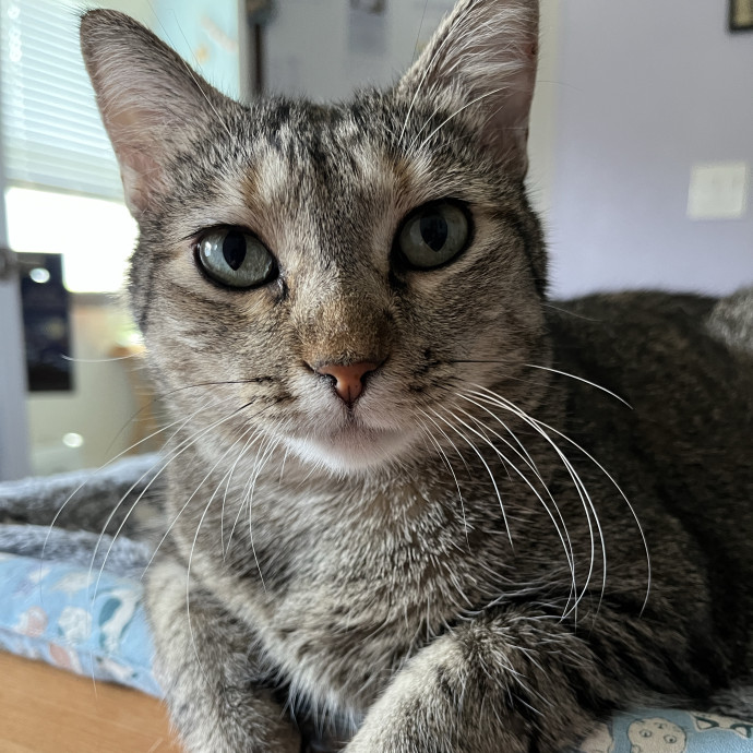 Experienced Cat Caregiver photo 2