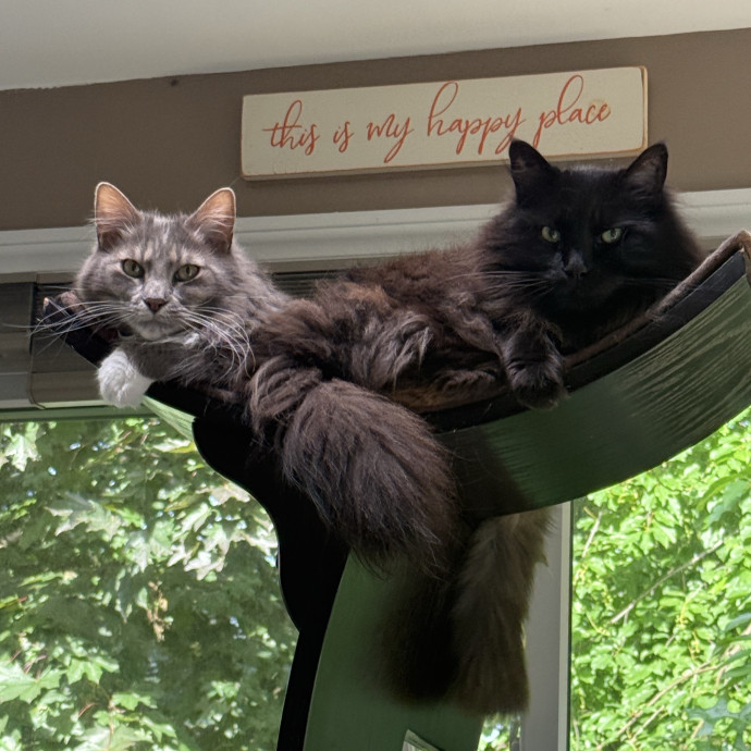 Lifelong Cat Mom  Trusted Caregiver