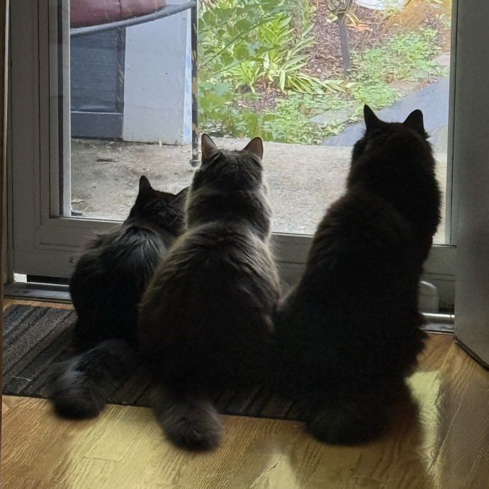 Lifelong Cat Mom  Trusted Caregiver