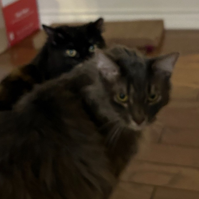 Andrea's Purrfect Cat Care